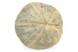Jurassic Sea Urchin (Clypeus) Fossil - England #242205-1